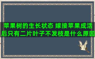 苹果树的生长状态 嫁接苹果成活后只有二片叶子不发枝是什么原因